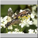 Macrophya montana - Blattwespe 04.jpg